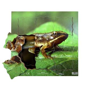 Dřevěné 3D puzzle - Cyklus žáby