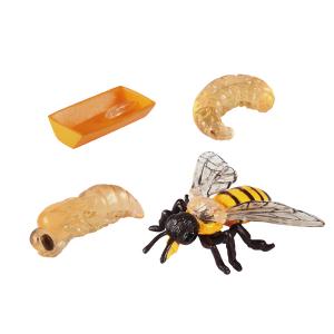 Edukativní sada - životní cyklus včely