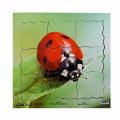 Dřevěné 3D puzzle - Cyklus berušky